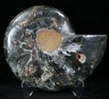 Black Ammonite (Half) - Rare Coloration #23915-1